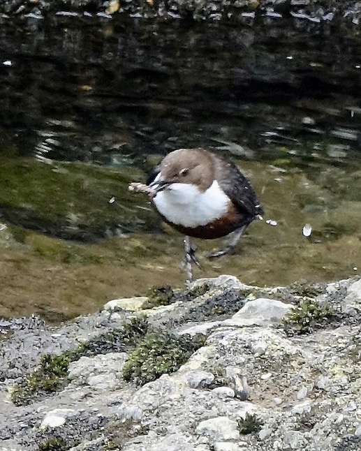 dipper